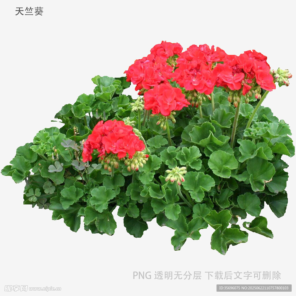鲜艳天竺葵绽放绿叶间