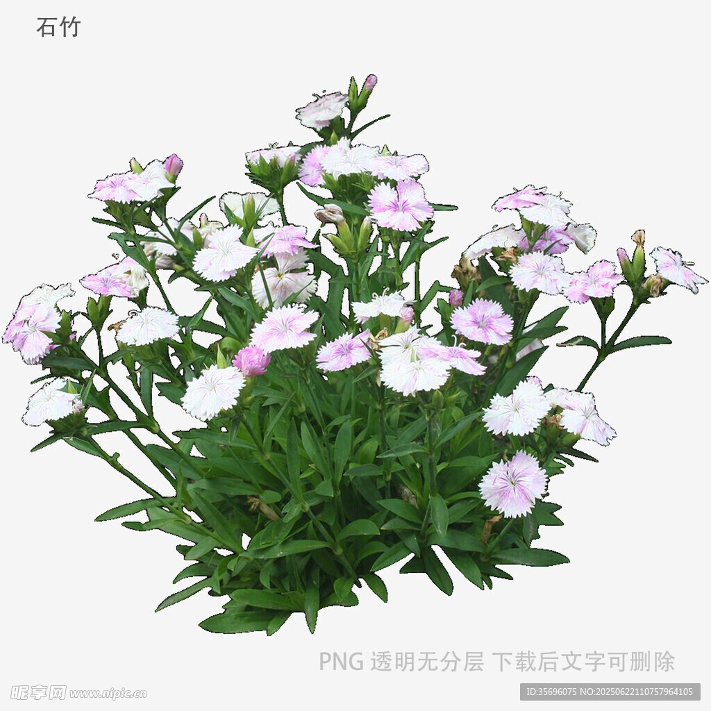 粉色白边花朵绿植盆栽