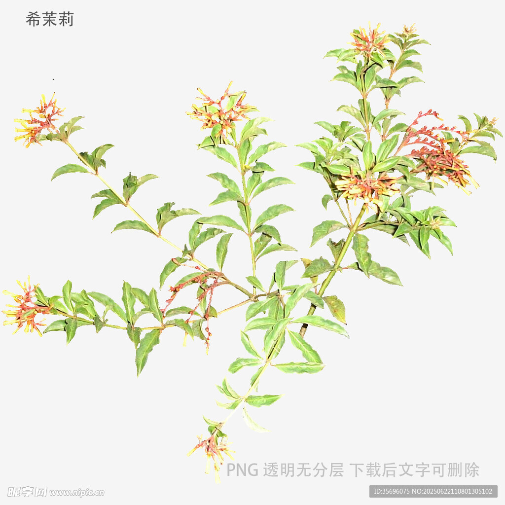 手绘金银花植物插画