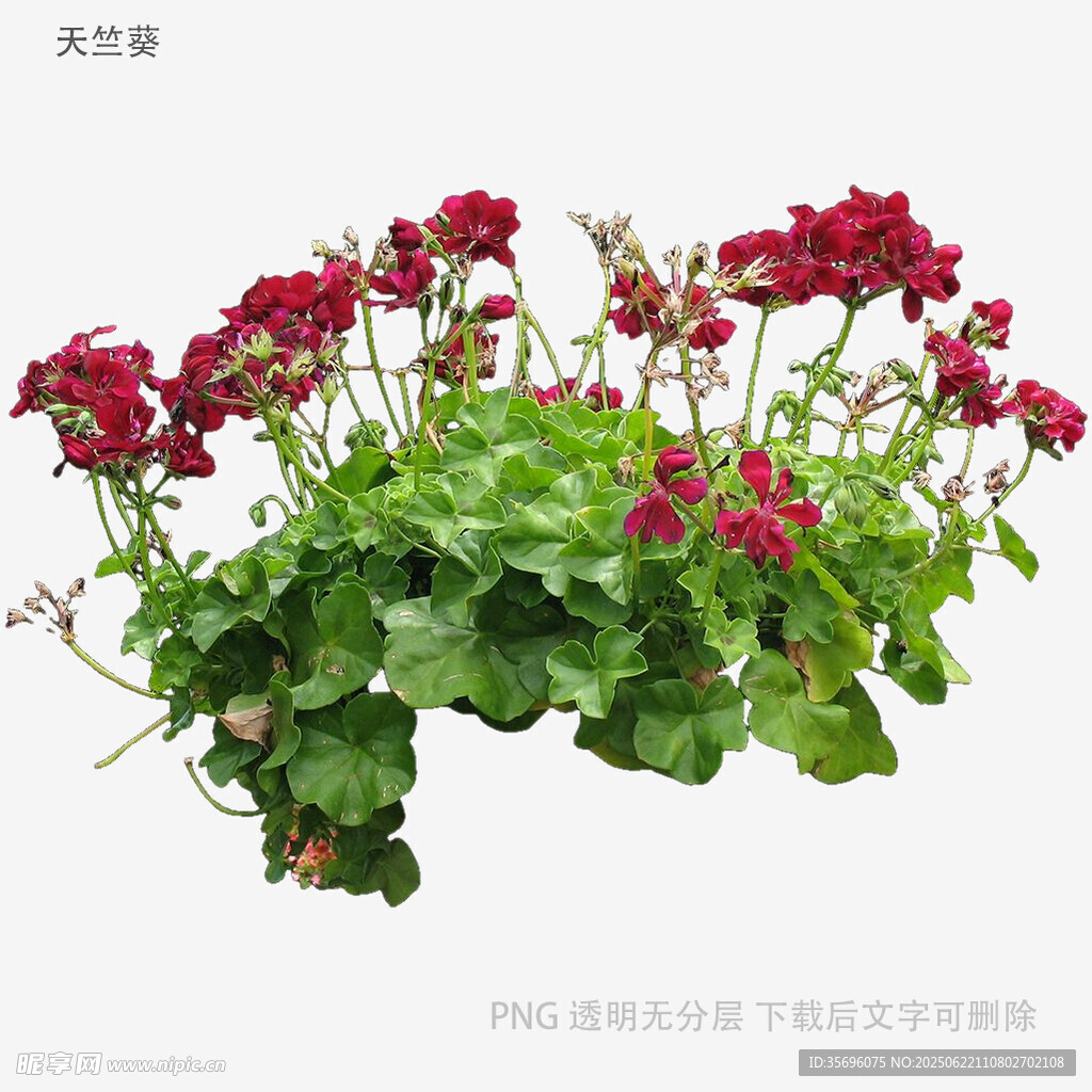 鲜艳天竺葵盆栽