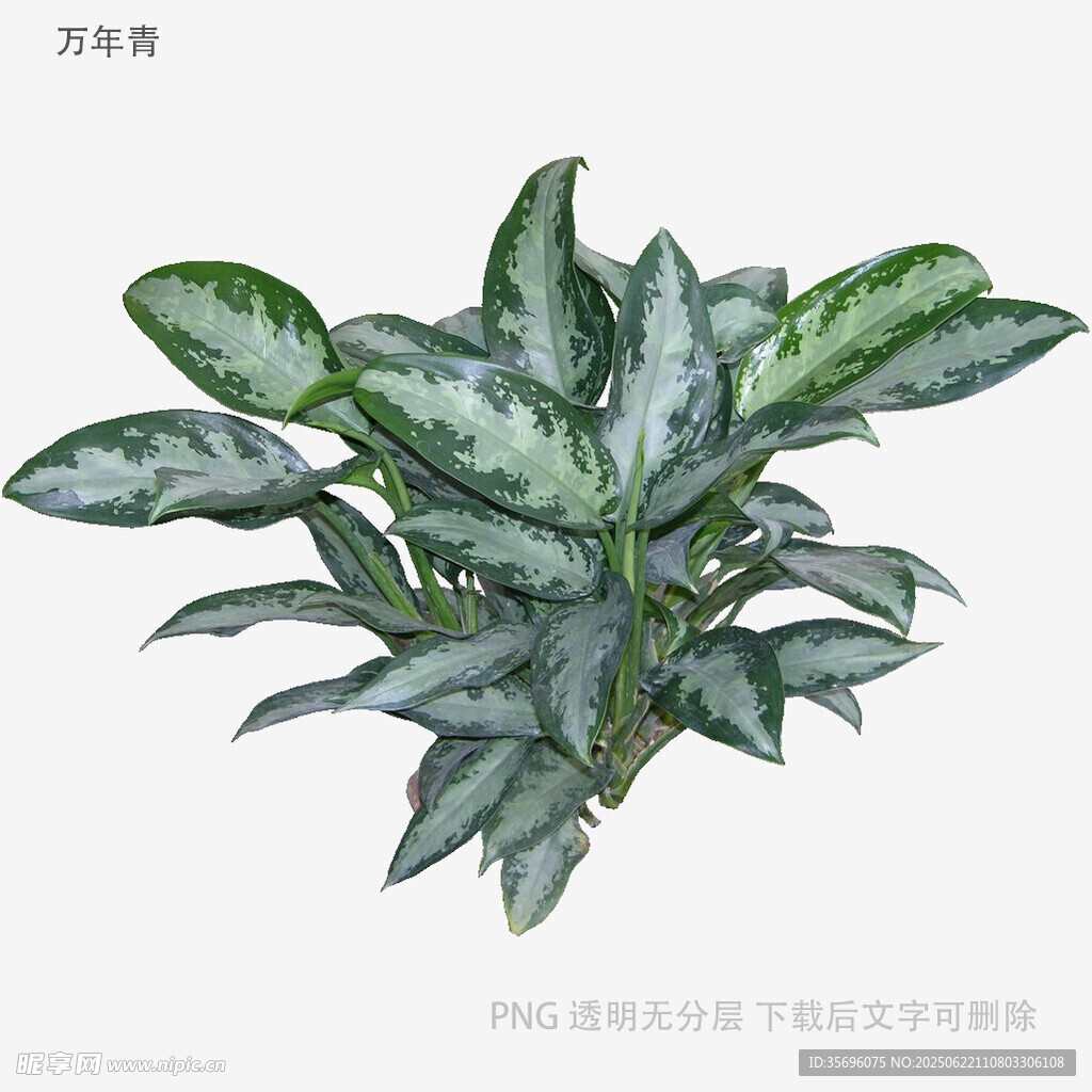 银斑绿叶植物插画