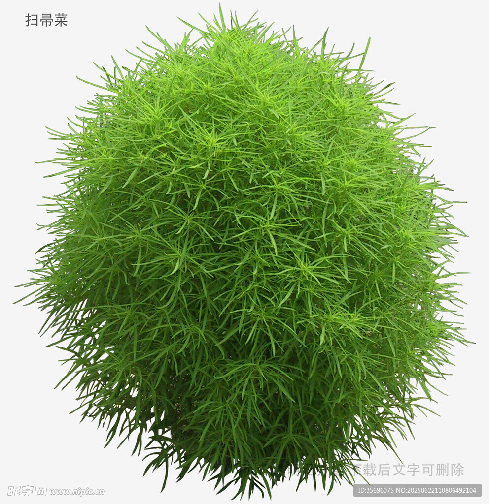 球形绿植