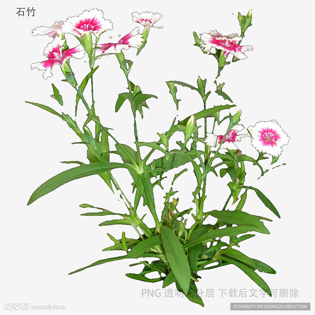 粉色石竹花植物特写