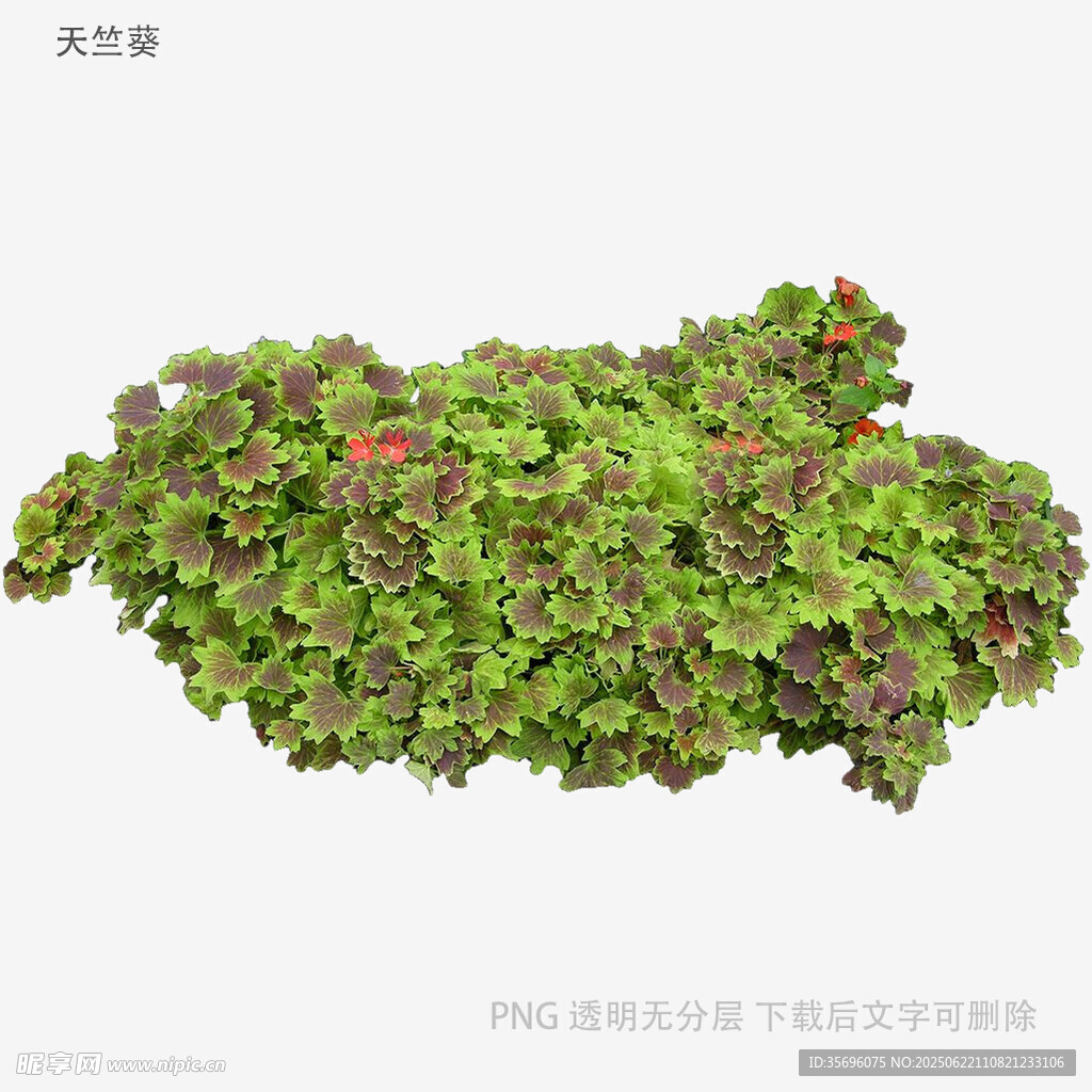 绿色繁茂植物景观