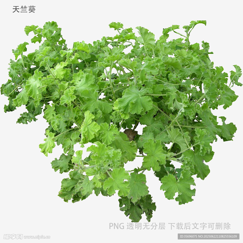 翠绿鲜嫩的芹菜植株