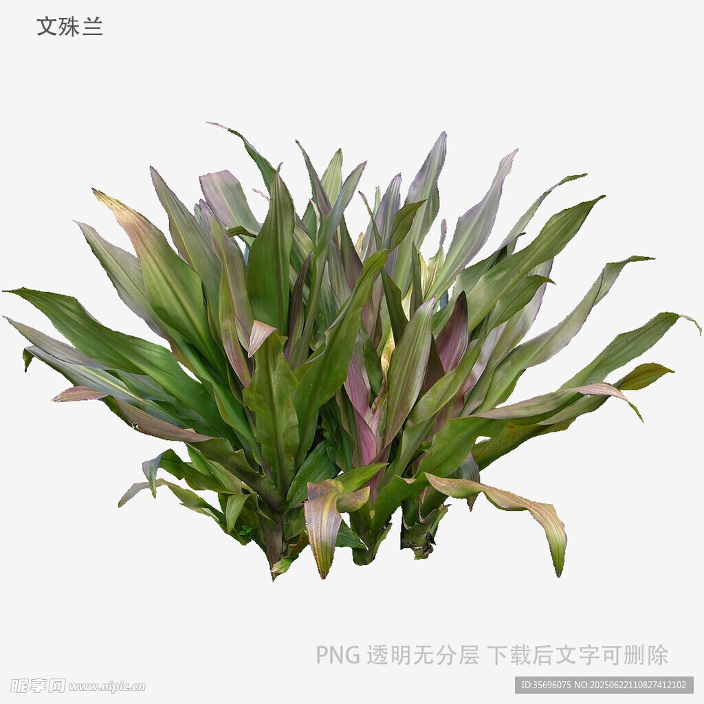 紫边绿叶植物盆栽