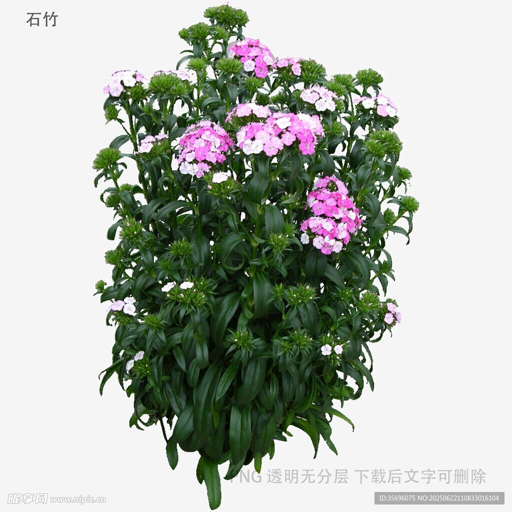 粉色繁花绿植盆栽