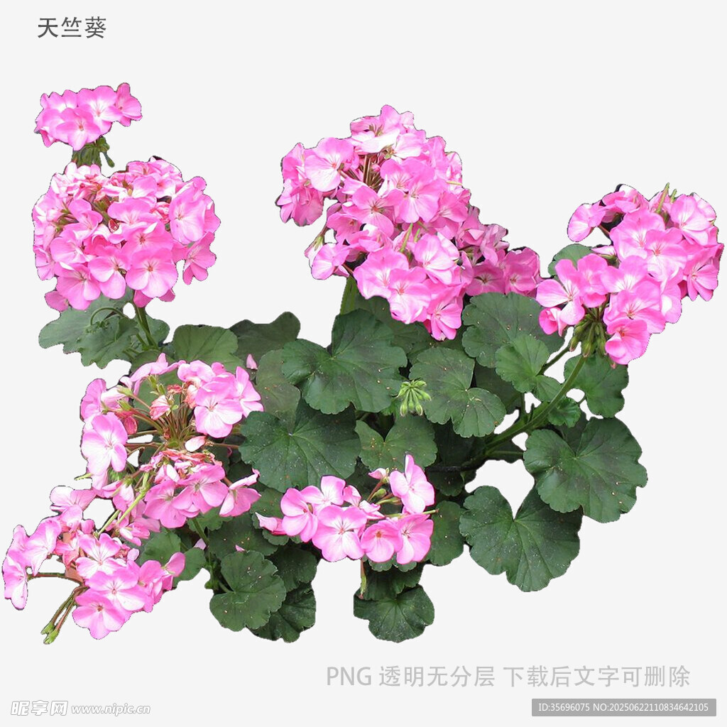 粉色天竺葵花卉特写