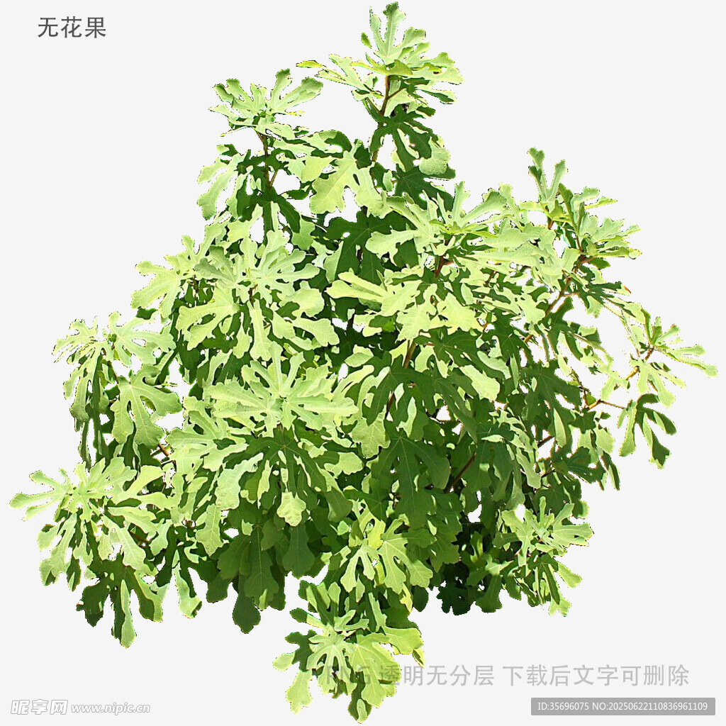 绿色茂盛植物特写