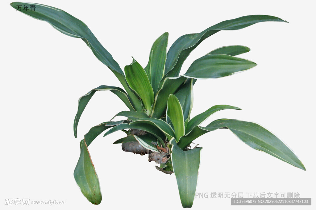 翠绿盆栽植物展示