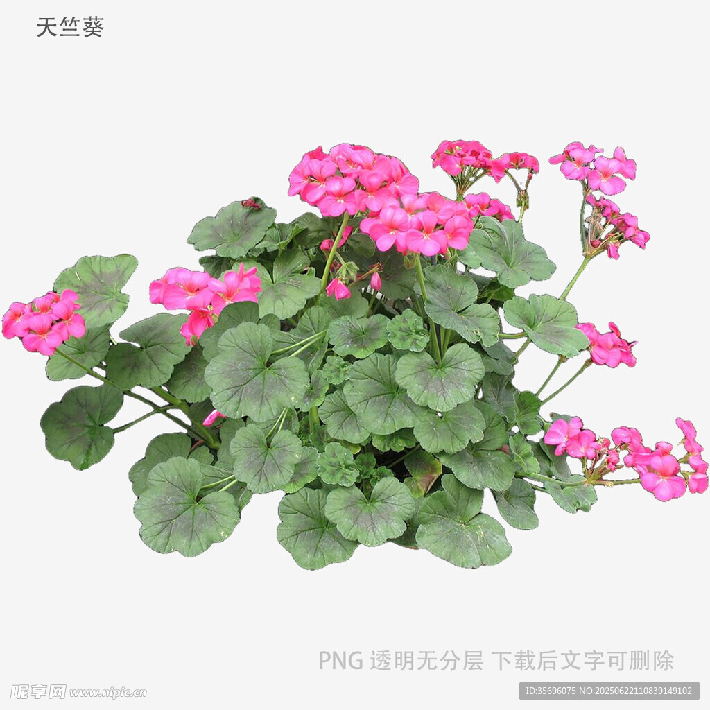 粉色天竺葵盆栽花卉