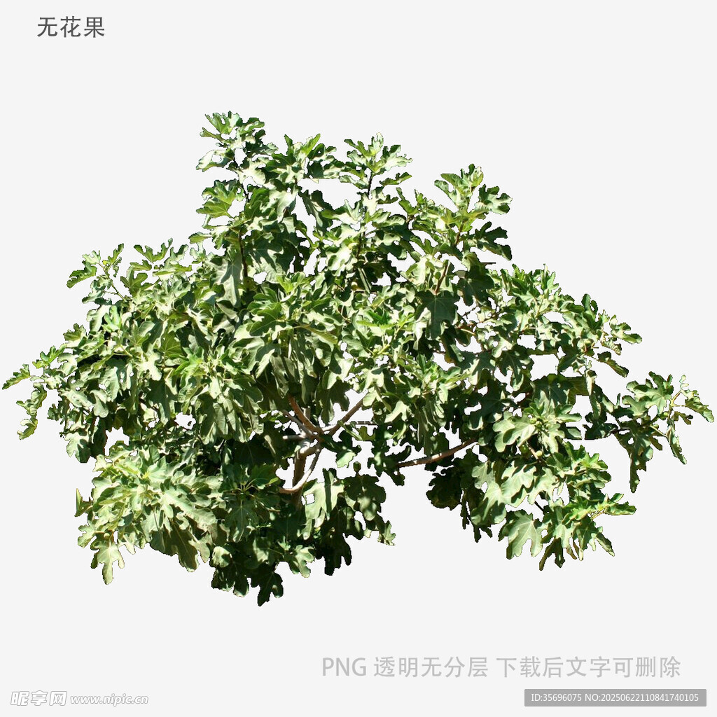 绿叶繁茂的单株植物