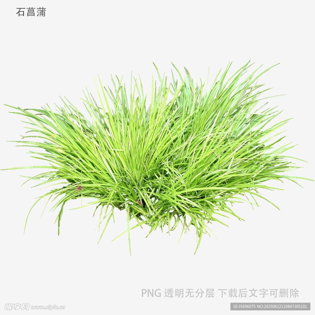 翠绿丛生小草