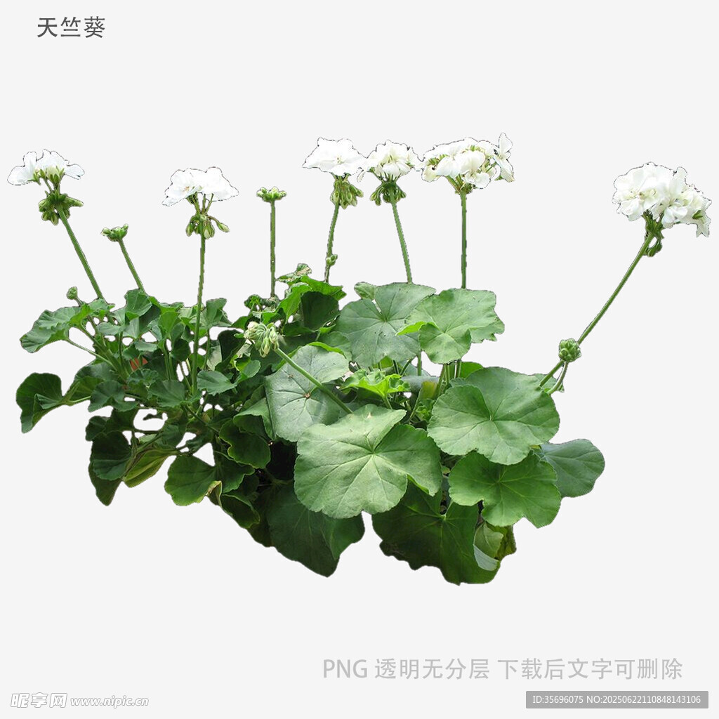白花绿叶植物特写