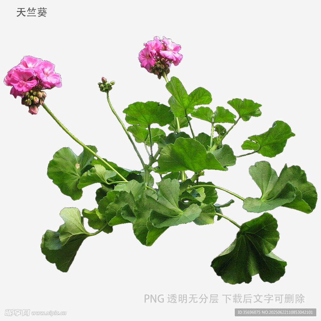 娇艳天竺葵绽放美丽