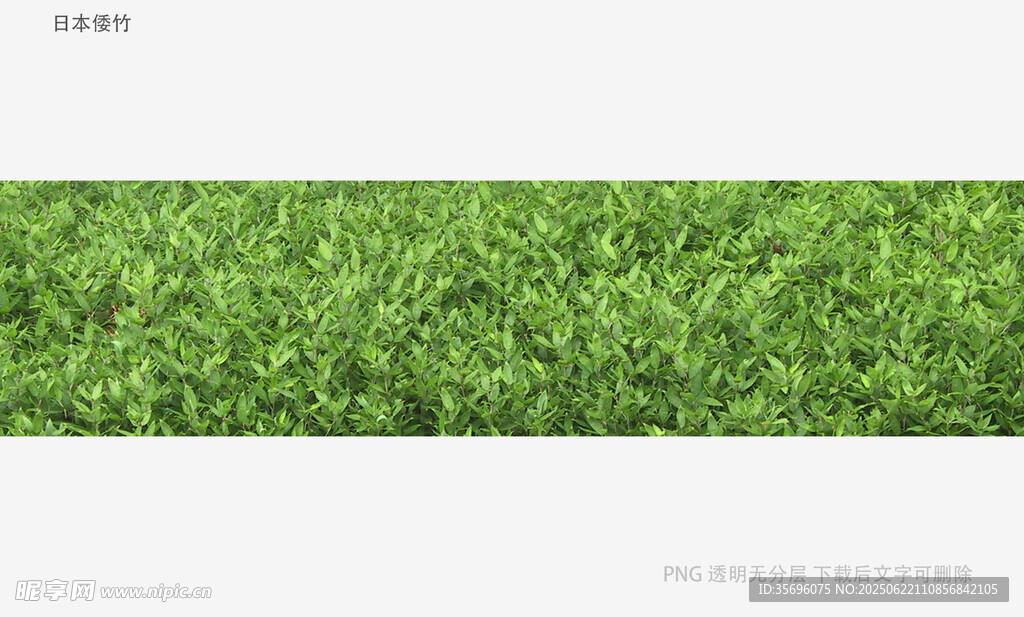 植物