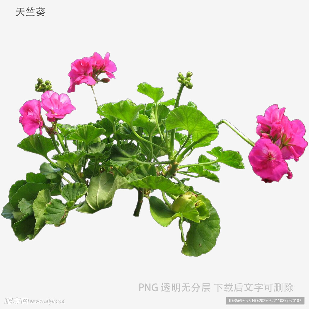 娇艳天竺葵绽放美丽