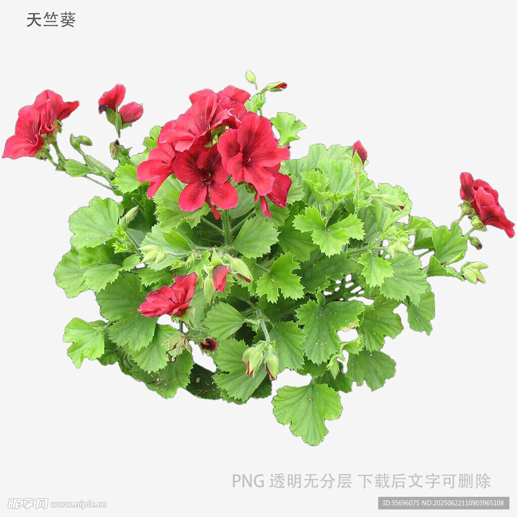 鲜艳红色天竺葵盆栽