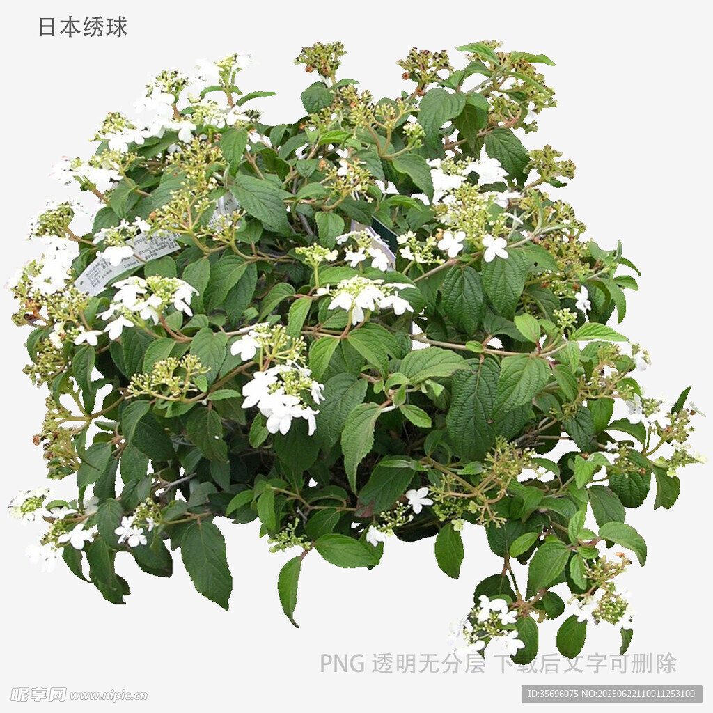 绿色繁茂植物3D模型