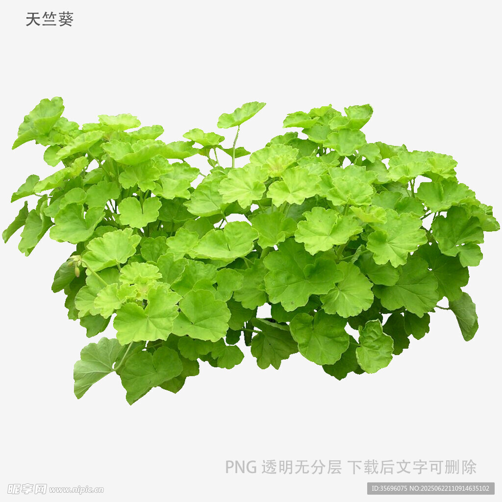 翠绿生机勃勃的天竺葵植株