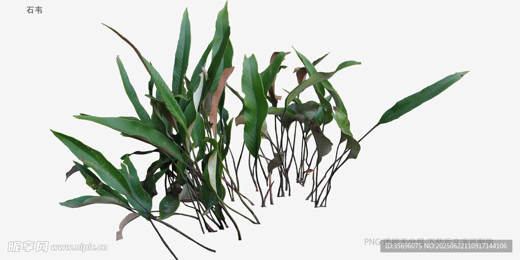 翠绿兰草植物特写