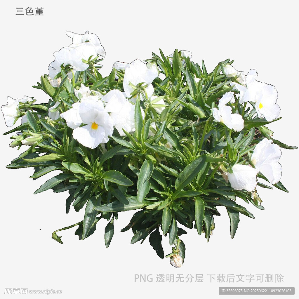 白色矮牵牛盆栽植物