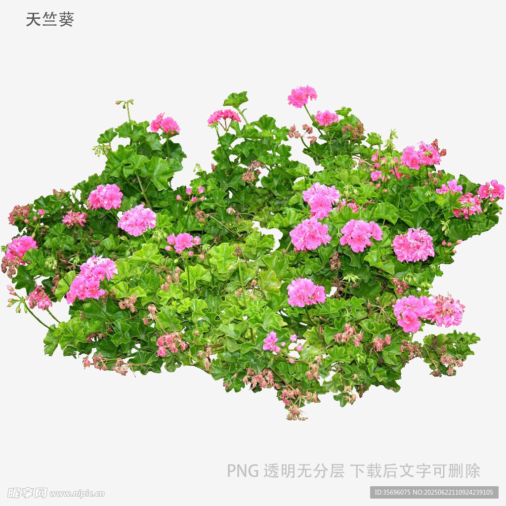 粉色天竺葵盆栽花卉