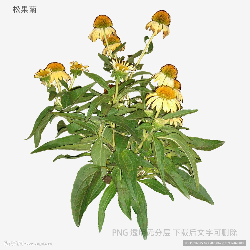 黄色松果菊植物特写