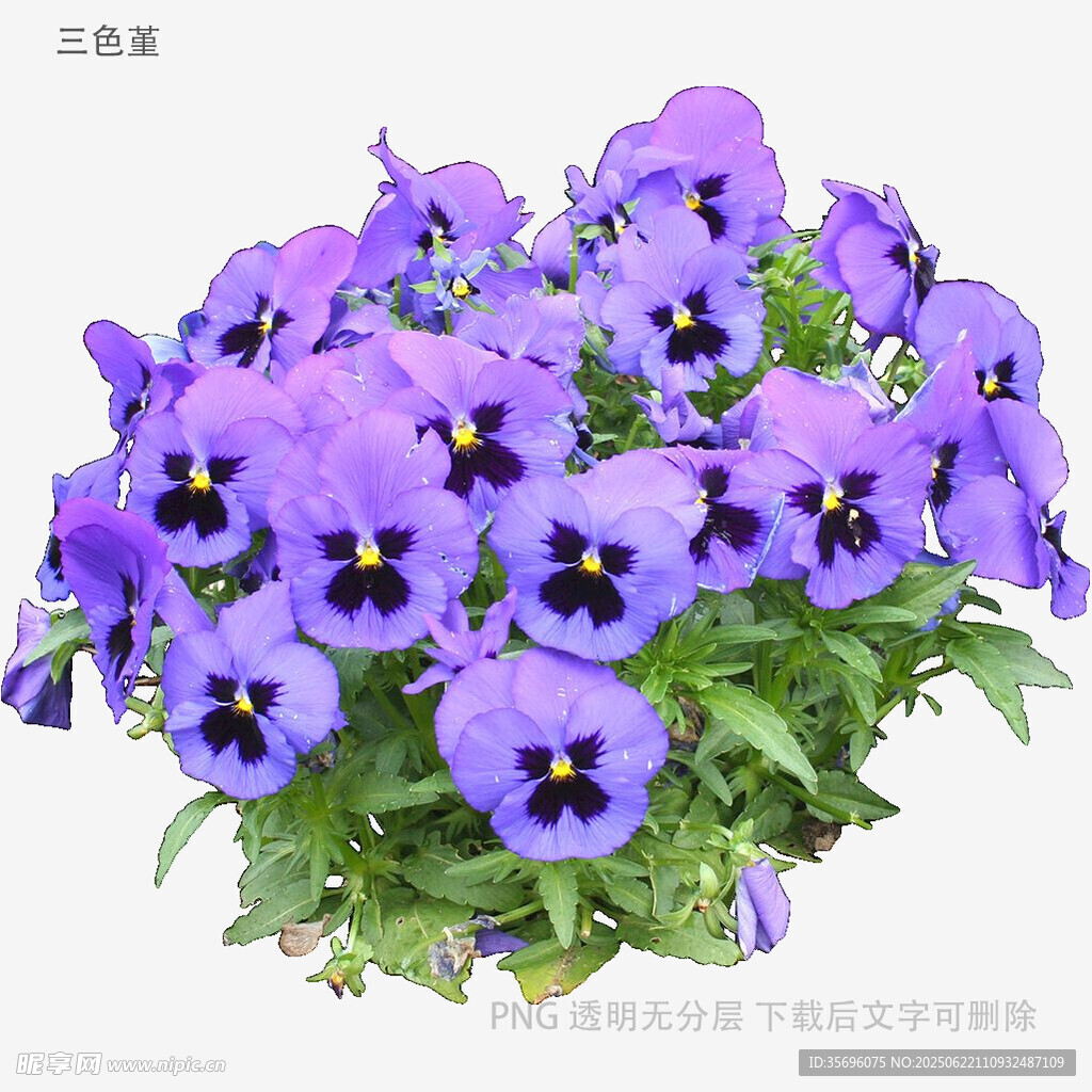 紫色三色堇盆栽花卉