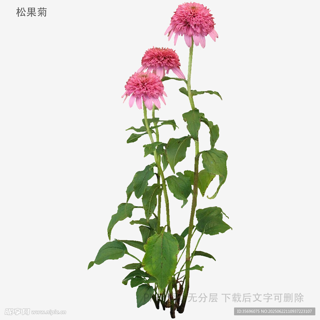 粉色花朵植物特写