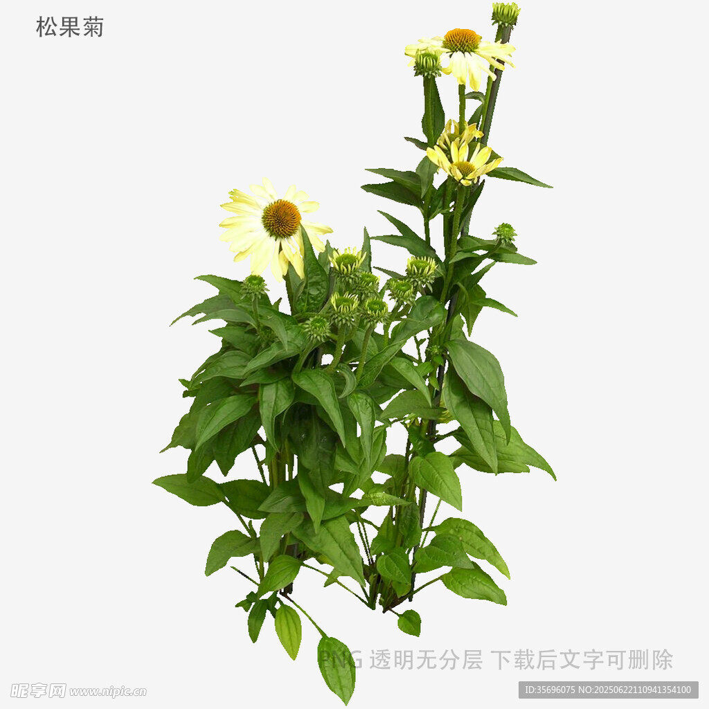 黄色小花绿植特写