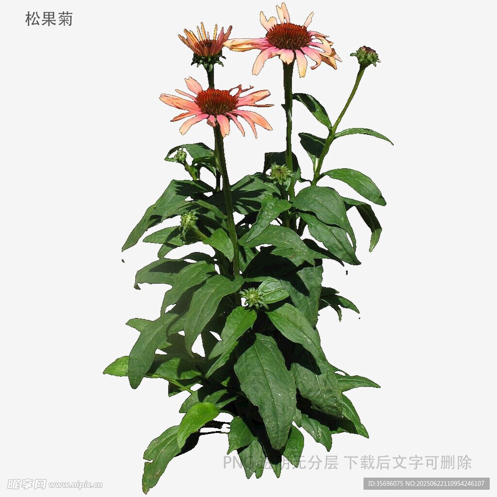美丽紫锥菊植物特写