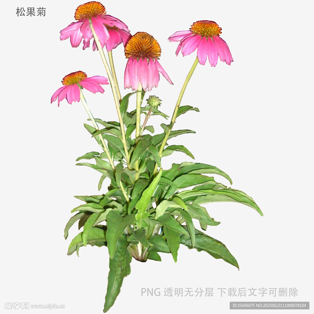 紫锥菊花卉植物特写