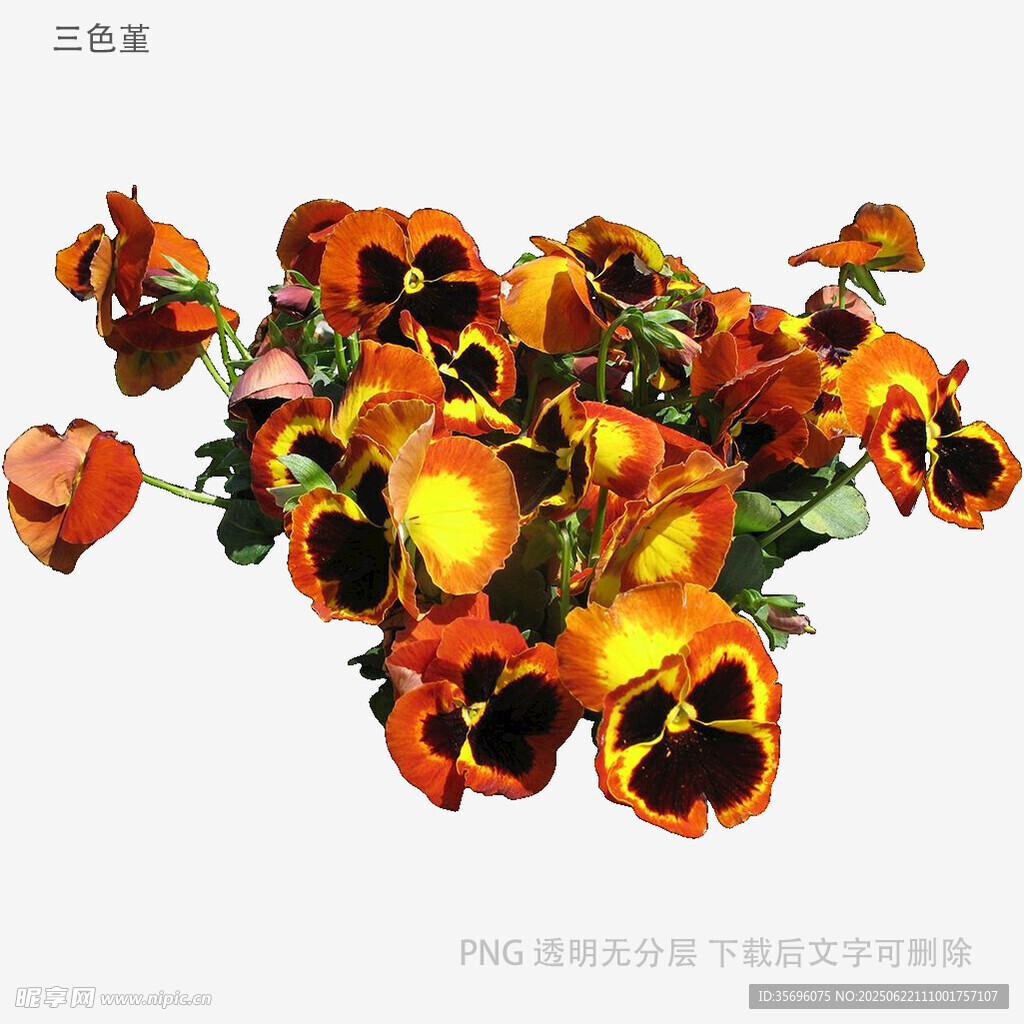 三色堇花卉高清素材图