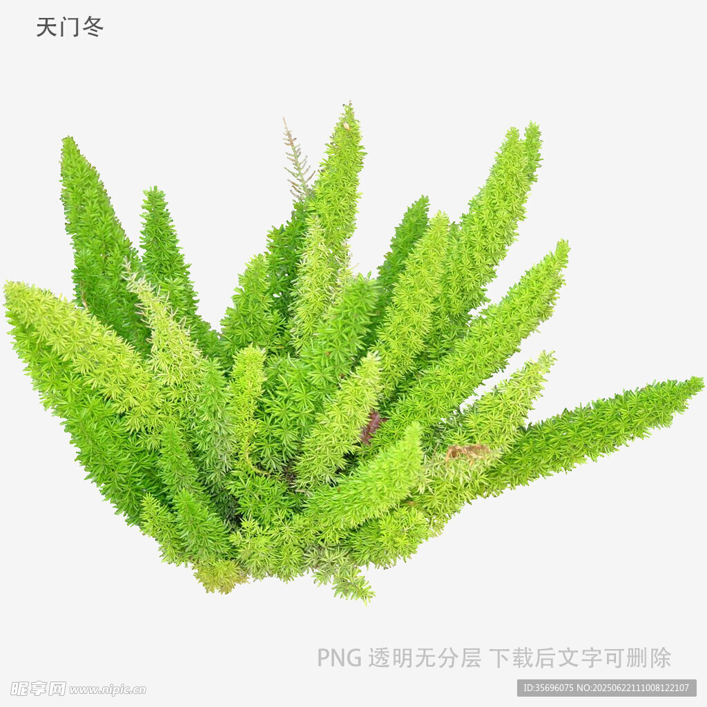 翠绿蕨类植物特写