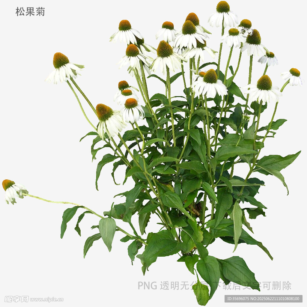 紫锥菊植物特写