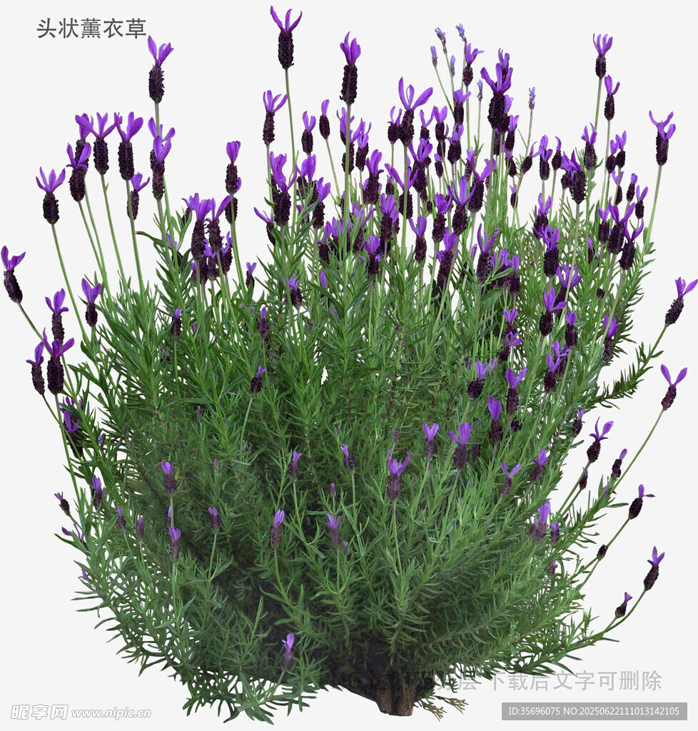 紫色薰衣草植株特写