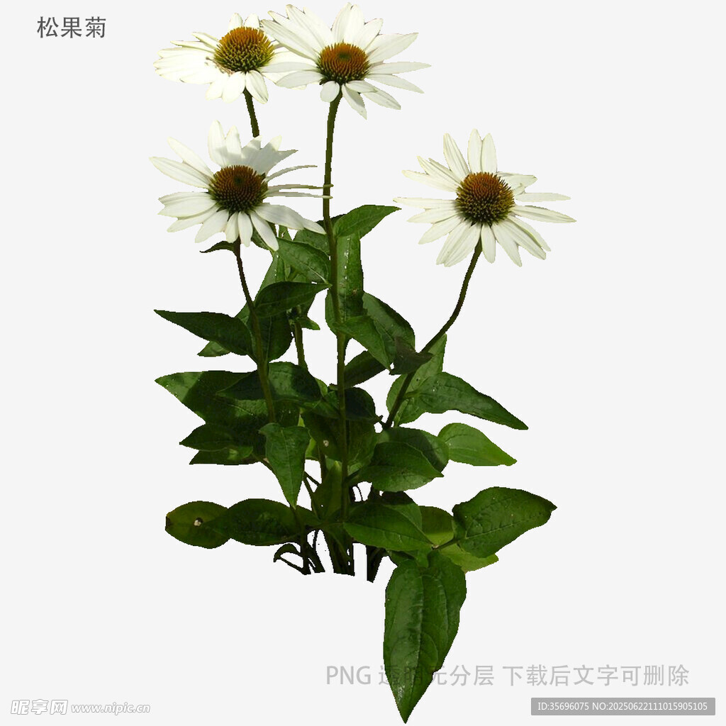 白色雏菊绿植清新花卉图