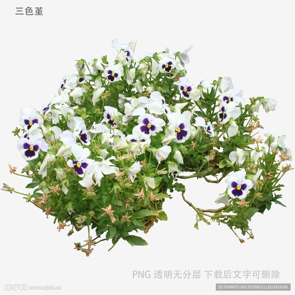 白色三色堇盆栽花卉