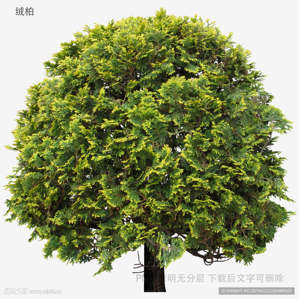 茂盛绿树3D模型