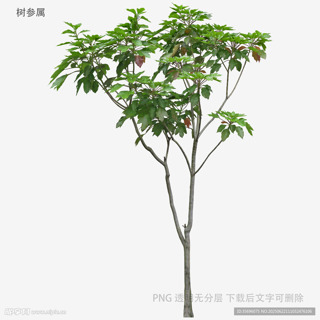 单棵绿树3D模型展示