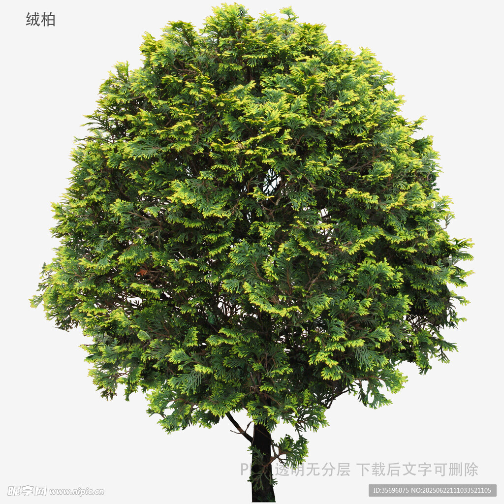 植物
