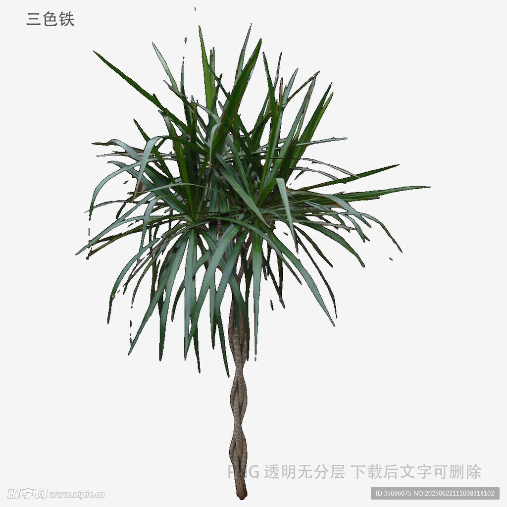 龙血树植物3D模型展示