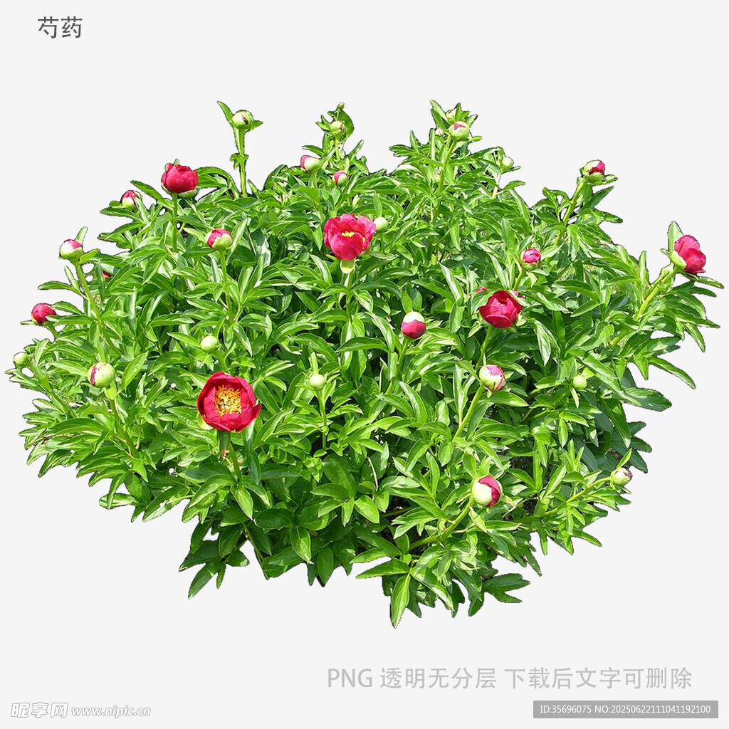 盛开的红色花卉绿植