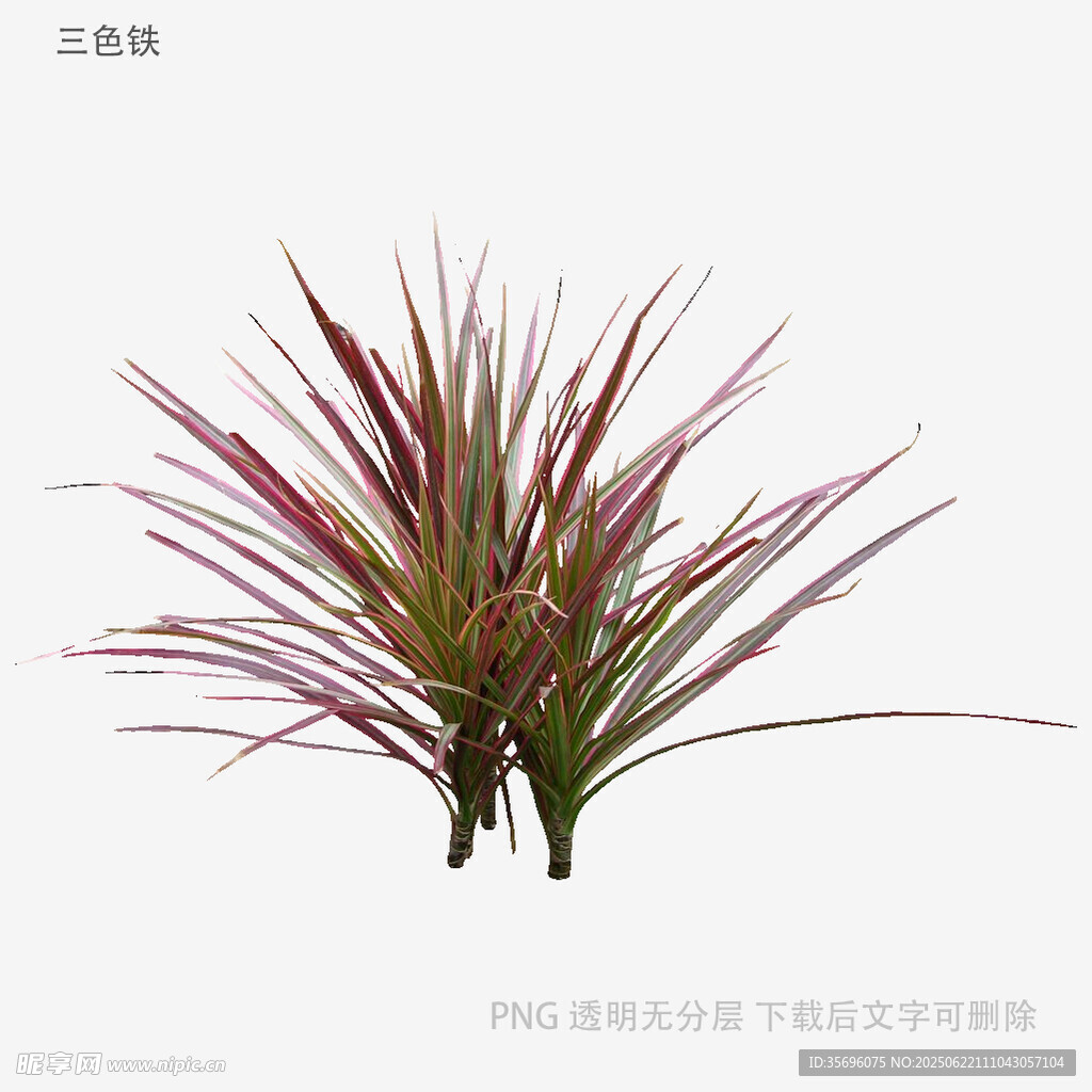 彩色空气凤梨植物特写