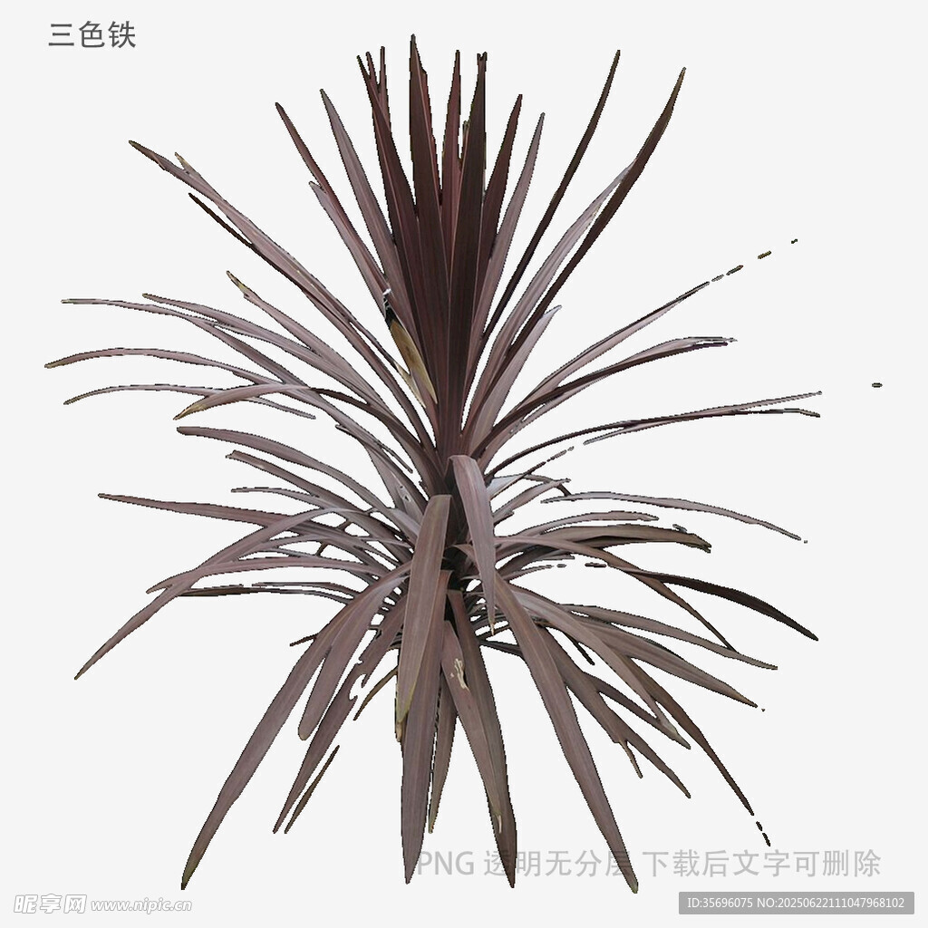 龙舌兰植物特写