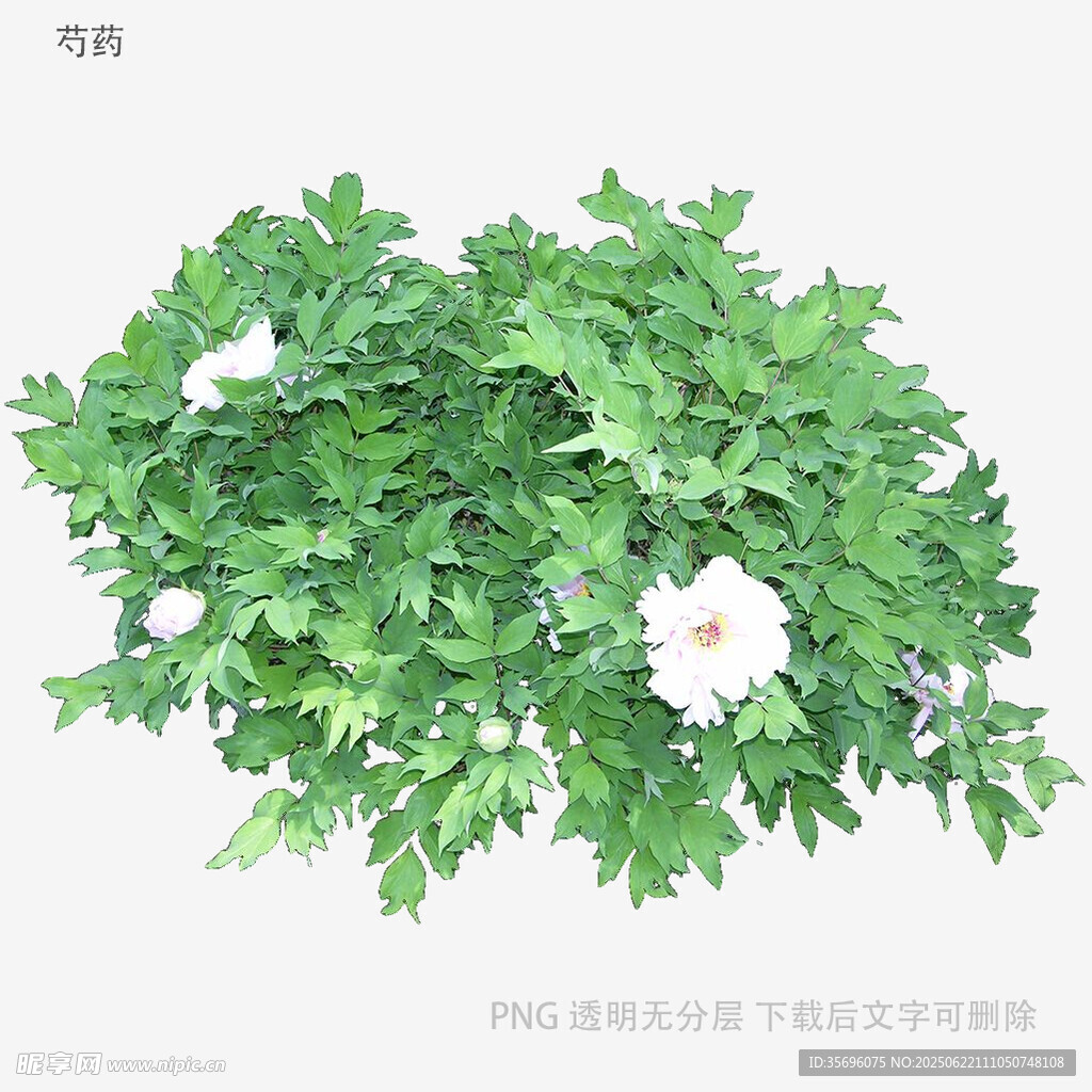 绿叶白花植物盆栽