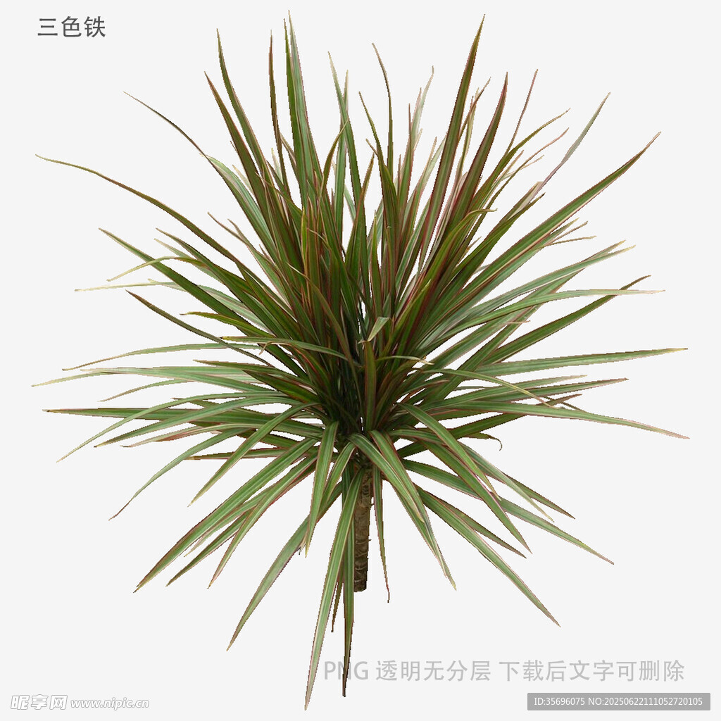 龙舌兰植物特写
