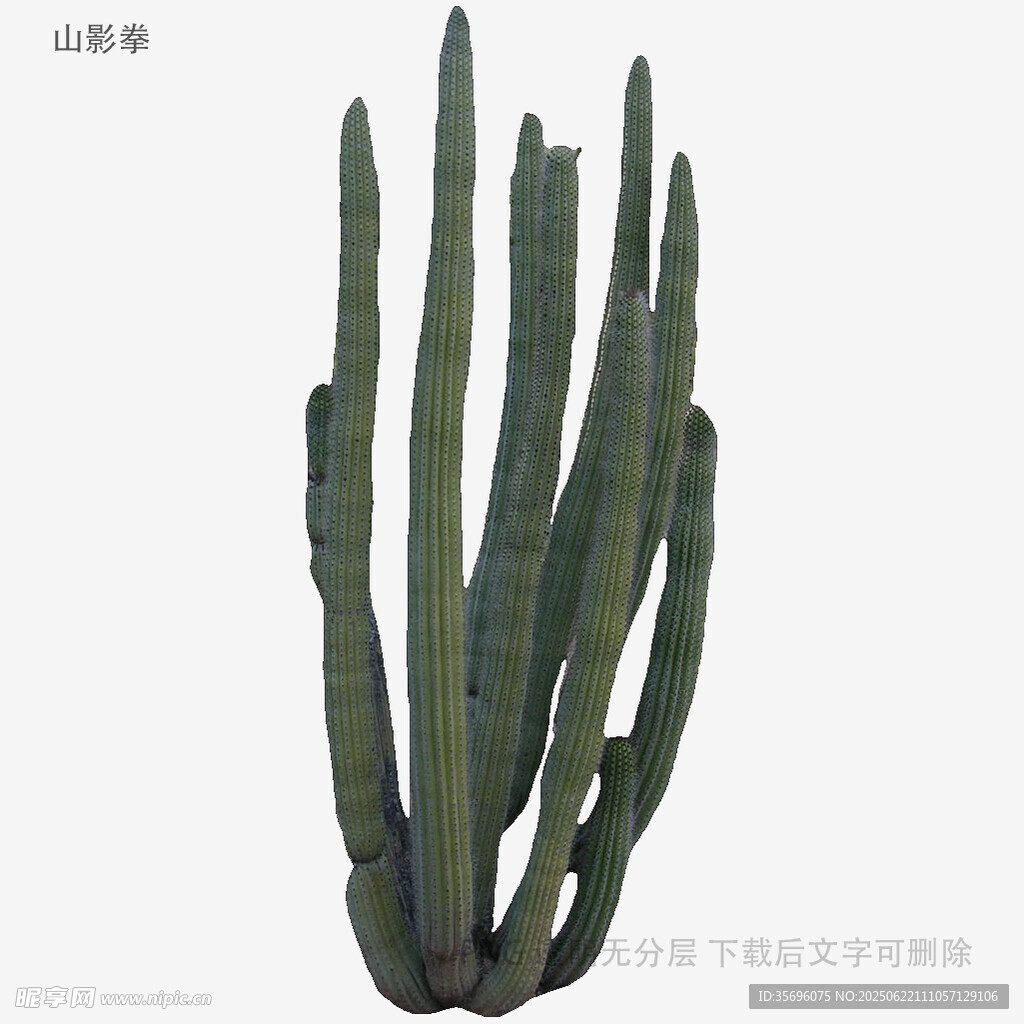 高大柱状仙人掌植物