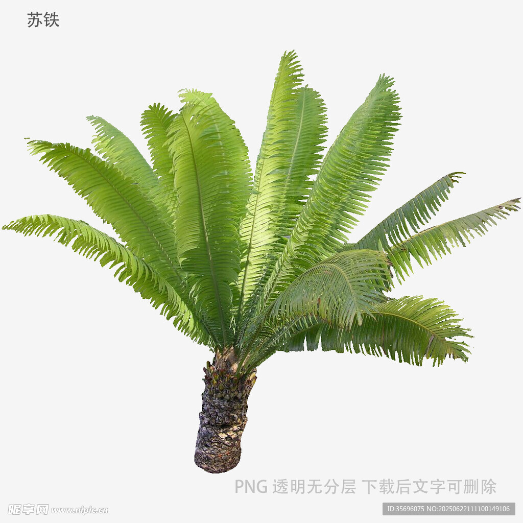 单株铁树植物特写